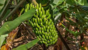 Banana cultivation