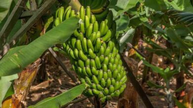 Banana cultivation