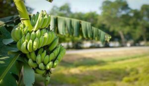 Banana cultivation