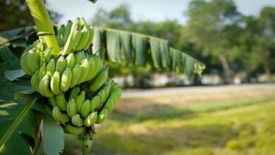 Banana cultivation