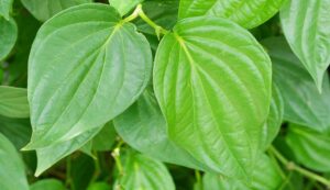 Betel leaf scheme