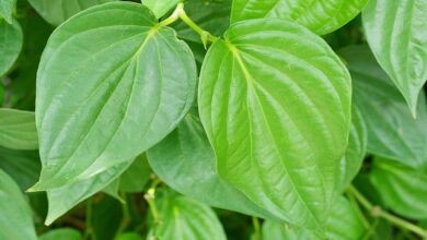 Betel leaf scheme
