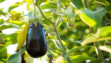 Brinjal cultivation