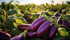 Brinjal farming tips