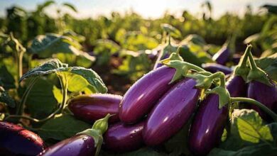 Brinjal farming tips