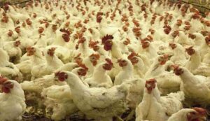 Broiler plus scheme
