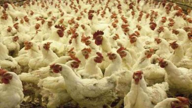 Broiler plus scheme