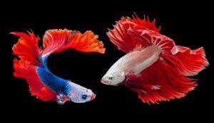 Business of ornamental fish