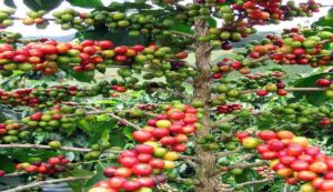 Coffee farming tips