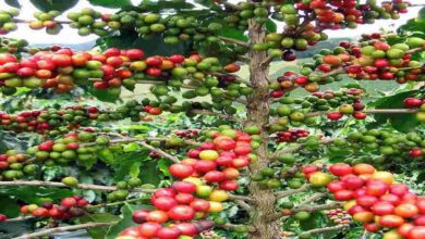 Coffee farming tips