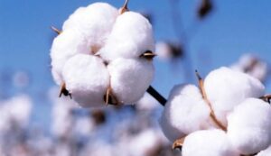 Cotton farming