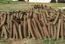 Cow dung wood business