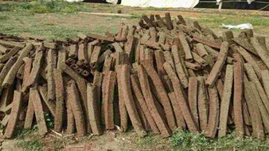 Cow dung wood business