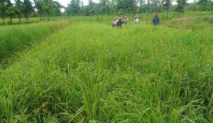 Cultivation of lemon grass