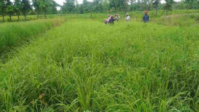 Cultivation of lemon grass