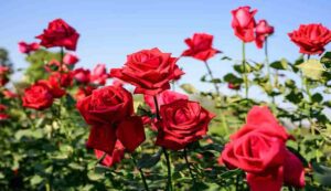 Cultivation of roses