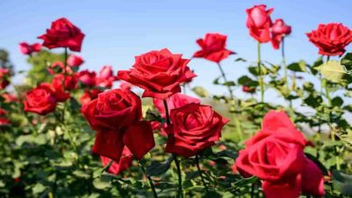 Cultivation of roses