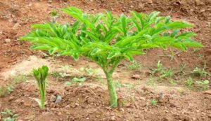 Cultivation of yam