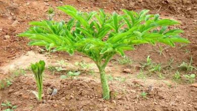 Cultivation of yam