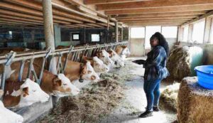 Dairy farming subsidy