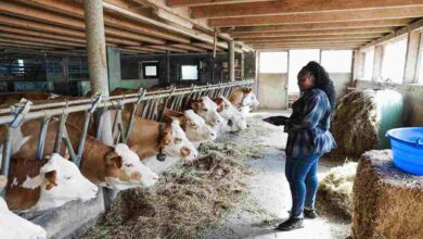 Dairy farming subsidy