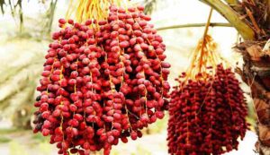 Date palm cultivation