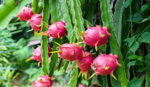 Dragon fruit cultivation