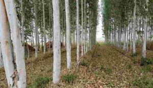 Eucalyptus cultivation