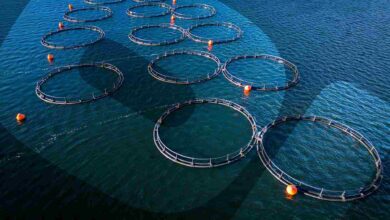 Fish farming