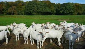 Goat farming scheme