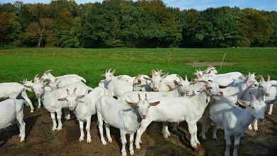 Goat farming scheme