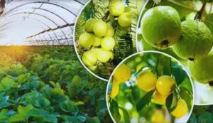 Horticulture crop scheme
