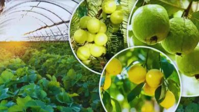 Horticulture crop scheme