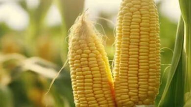 Maize crop