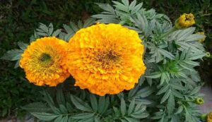Marigold flower cultivation