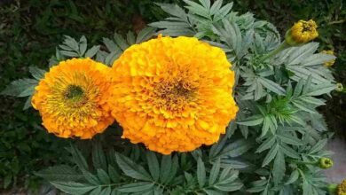 Marigold flower cultivation