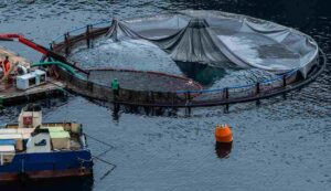 Methods of fish farming