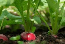 Radish cultivation