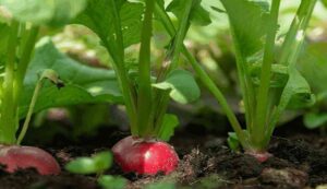 Radish cultivation