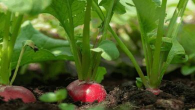 Radish cultivation