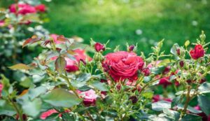 Rose farming tips
