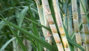 Sugarcane cultivation