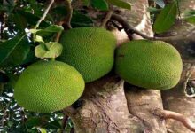 Taiwan jackfruit cultivation