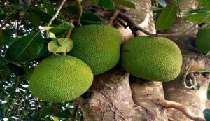 Taiwan jackfruit cultivation