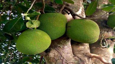 Taiwan jackfruit cultivation
