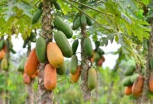 Papaya farming subsidy 2025