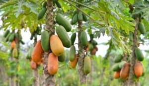 Papaya farming subsidy 2025