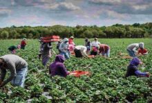 Hiring seasonal labourers